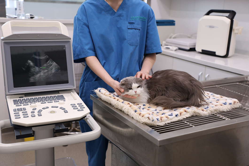 Veterinary Ultrasound: A Good Helper for Veterinarian